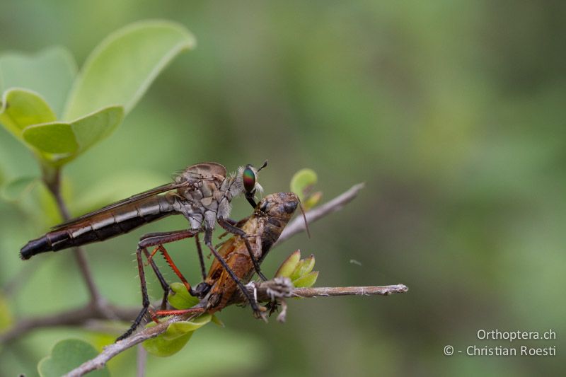 Raubfliege mit Heuschrecke als Beute - SA, Limpopo, Mutale, Pafuri River Camp, 02.01.2015