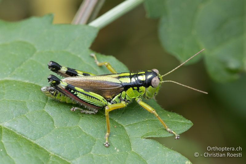 Miramella irena ♀ - HR, Istrien, Ucka Nationalpark, 20.07.2015