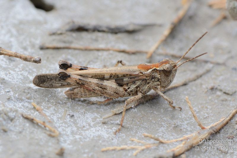 Grüne Strandschrecke (Aiolopus thalassinus) ♂ - FR, Camargue, 09.07.2014