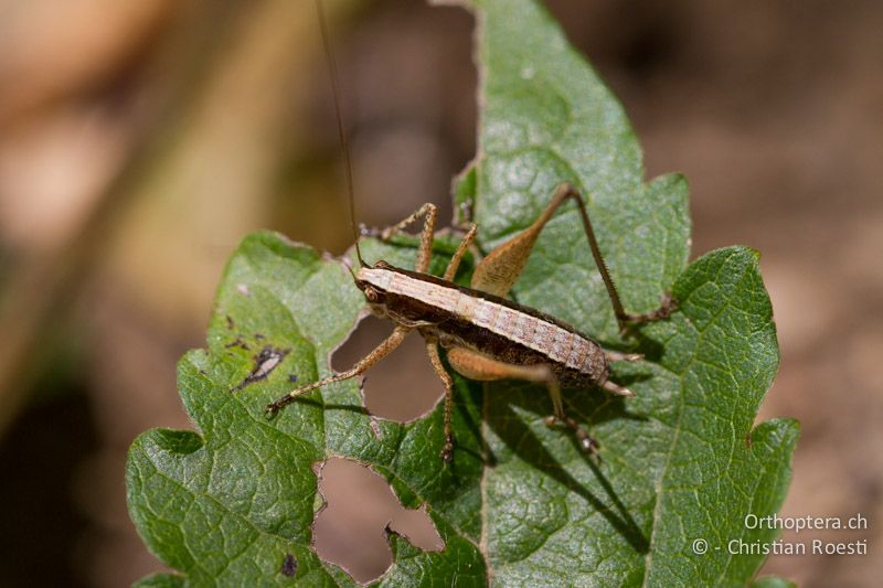 Yersinella raymondii ♂ - CH, TI, Mt. Caslano, 02.09.2013