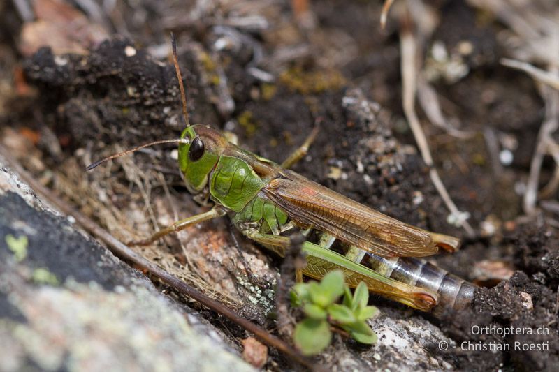 Gomphocerus sibiricus ♀ - CH, VS, Riederalp, 20.08.2011