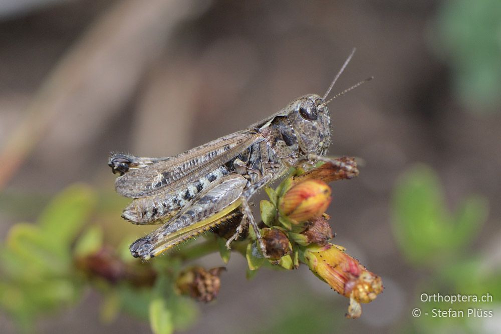 Myrmeleotettix maculatus ♀- BG, Blagoewgrad, Bergwiese bei Pass nach Pirin, 12.07.2018