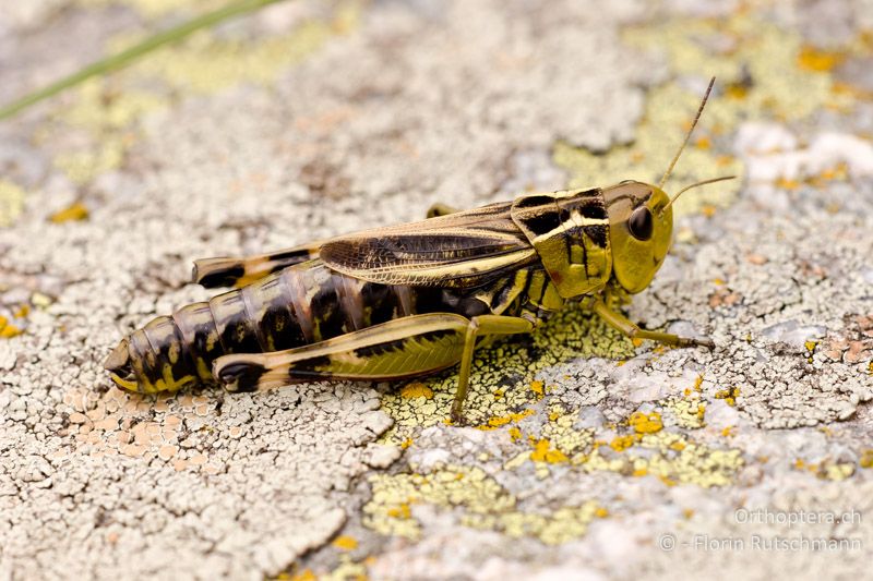 ♀ von Arcyptera fusca - CH, GR, Sent, 17.08.2008