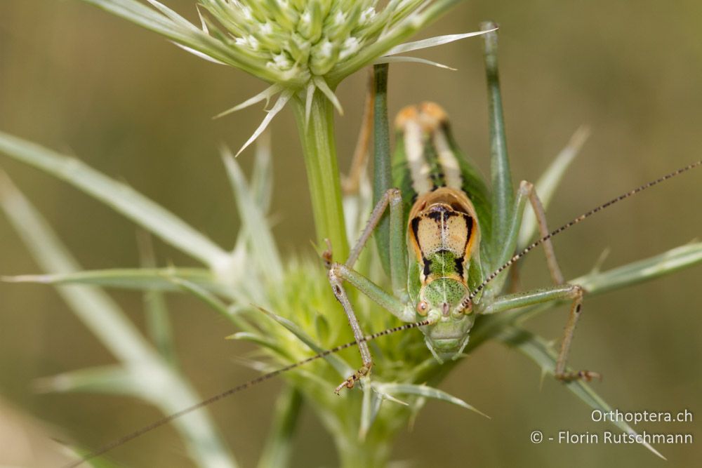 Poecilimon soulion eine grosse Buntschrecke der Poecilimon ornatus/affinis-Gruppe - Mt. Tomaros, 13.07.2011