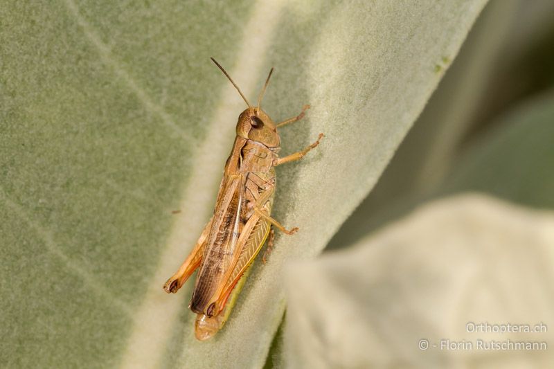 Stauroderus scalaris ♀ - GR, Westmakedonien, Mt. Vernon, 12.07.2012