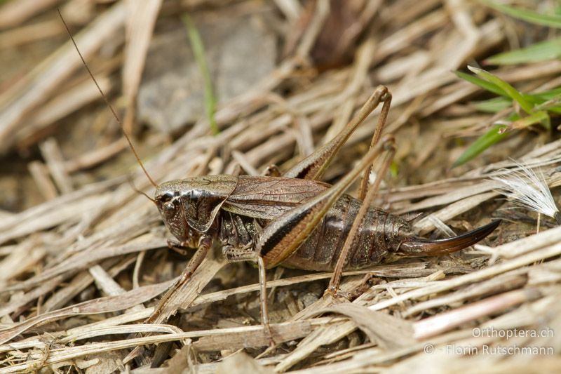 Metrioptera brachyptera ♀ - AT, Vorarlberg, Grosses Walsertal, 28.09.2012