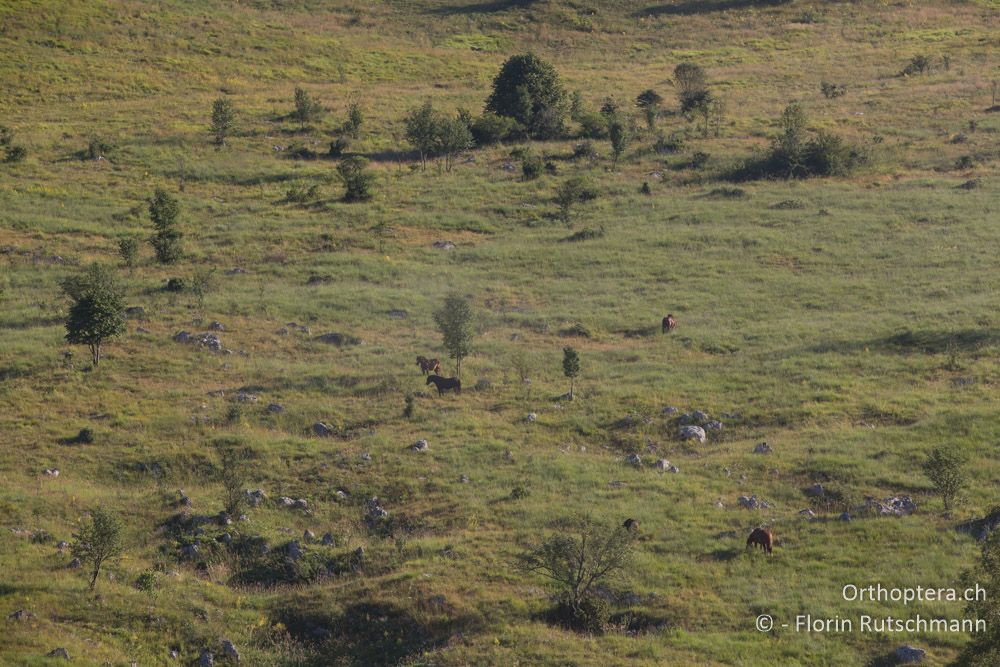 Üppige Vegetation für die Weidetiere - HR, Istrien, Učka-Gebirge, 02.08.2014