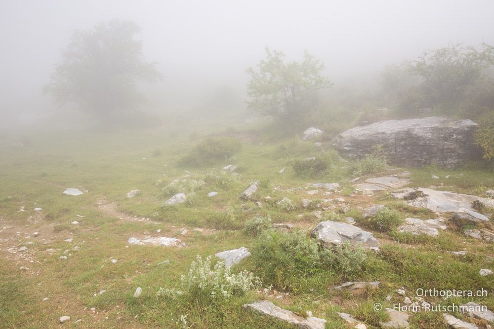 Nebellandschaft im Gebirge - GR, Thessalien, Mt. Ossa, 21.06.2015