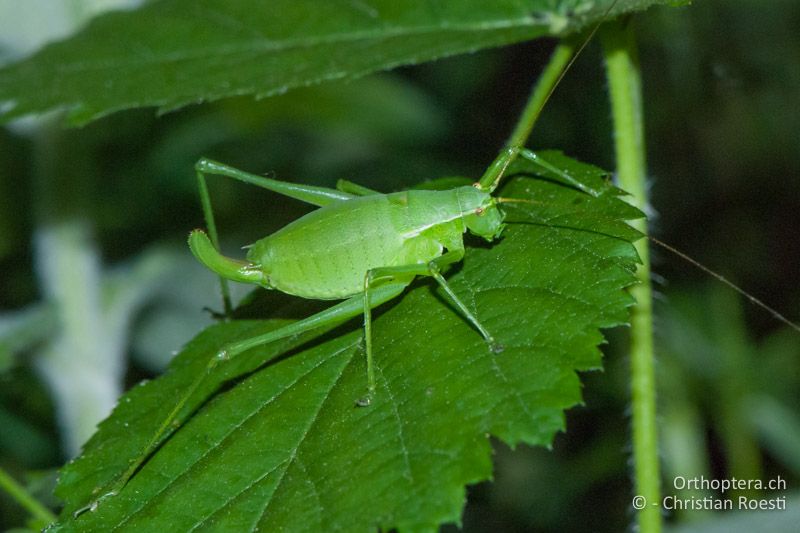 Isophya pienensis ♀ - AT, Niederösterreich, Hardegg an der tschechischen Grenze, 30.06.2010