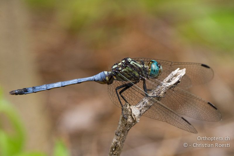 Orthetrum julia, Julia Skimmer ♂ imm. - SA, Limpopo, Tzaneen, Kurisa Moya Lodge, 07.01.2015