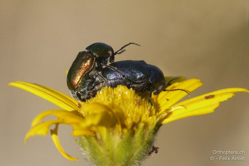 Käfer bei der Paarung - HR, Istrien, Mala Učka, 21.07.2015