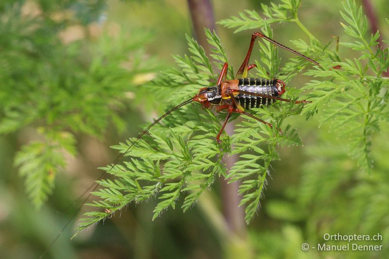 Barbitistes constrictus ♂ - CZE, Weisse Karpaten, 16.06.2018