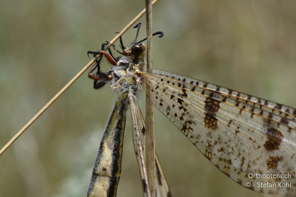 Palpares libelluloides ♀ - BG, Chaskowo, Matochina, 09.07.2018