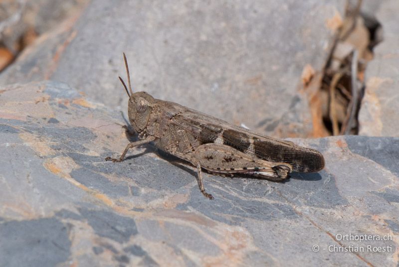 Aiolopus strepens ♀ - FR, Aude, Port-la-Nouvelle, 01.10.2010