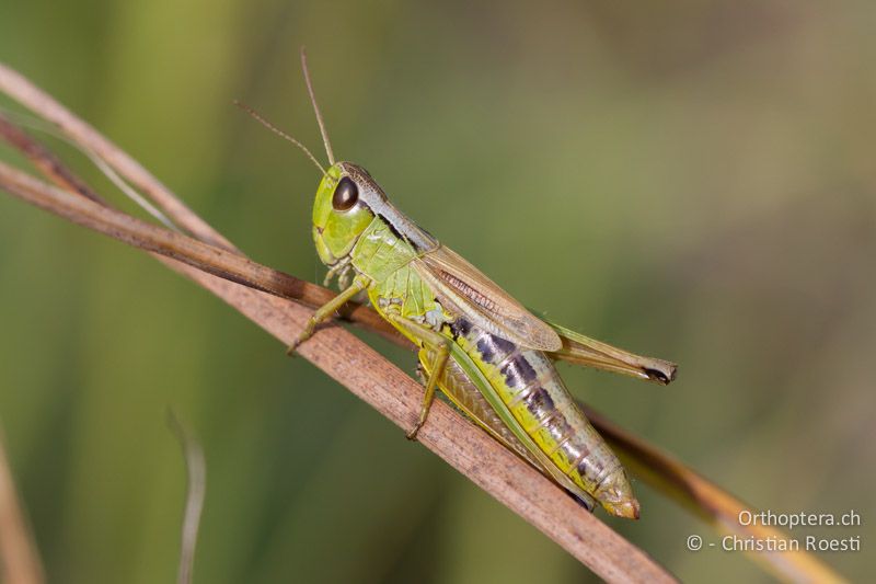 Pseudochorthippus montanus ♀ - CH, VD, Cudrefin, 06.09.2013