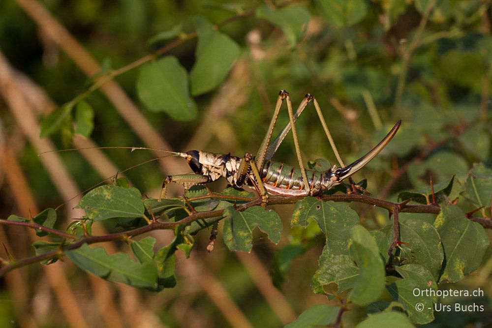 Saga natoliae ♀ - GR, Zentralmakedonien, Kerkini-See, 20.06.2013