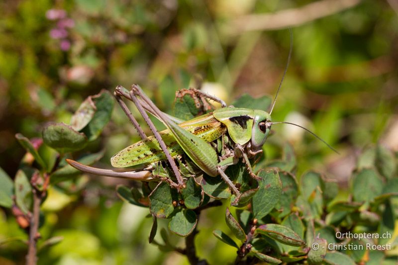 Frisch gehäutetes ♀ von Decticus verrucivorus - CH, VS, Riederalp, 02.08.2011