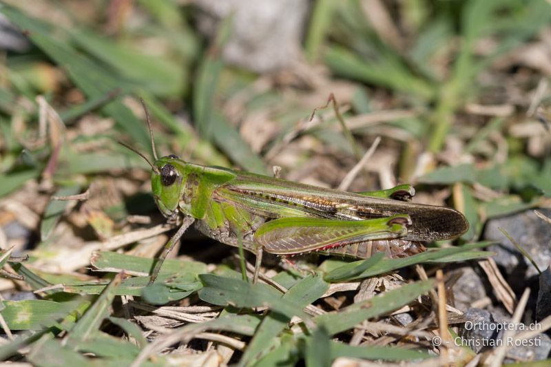 Aiolopus thalassinus ♀ - CH, TI, Coldrerio, 03.09.2013