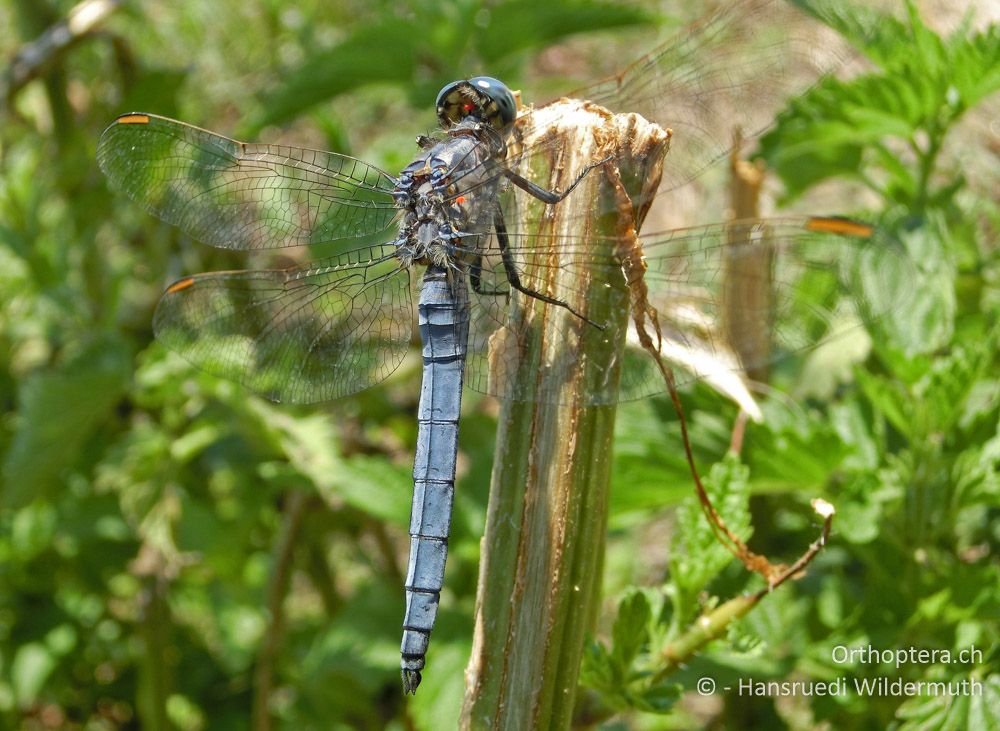 Kleiner Blaupfeil (Orthetrum coerulescens anceps) mit Landmilben Leptus sp. - GR, Zentralmakedonien, Kerkini, 08.07.2013