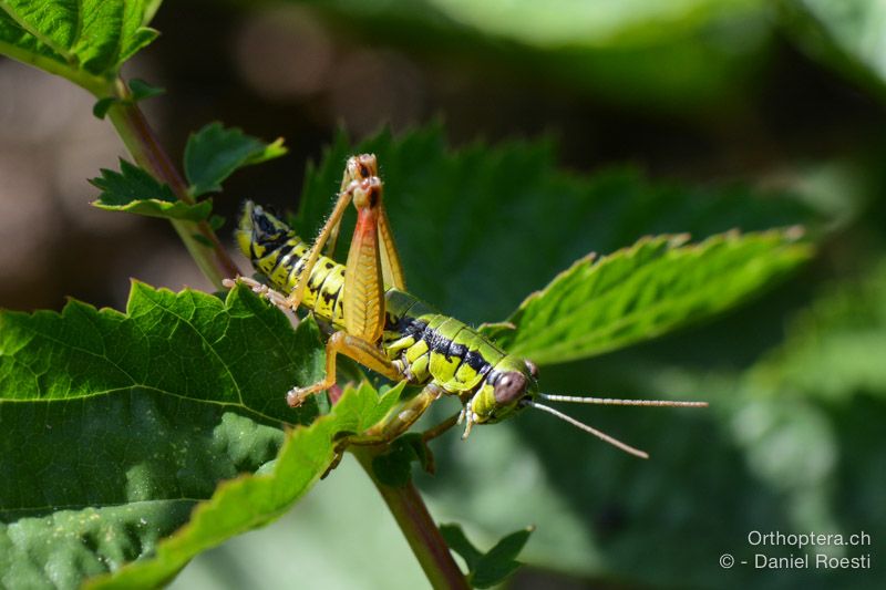 Micropodisma salamandra ♂ - SLO, Ljubljana, 18.07.2015