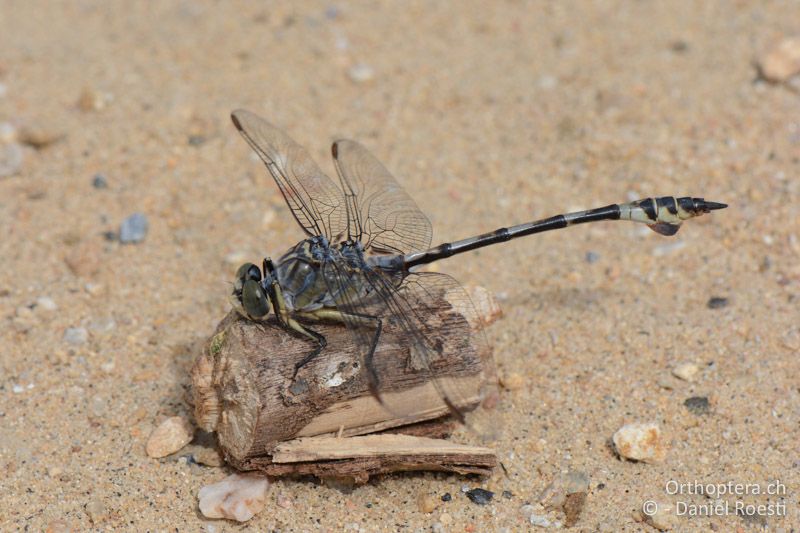 Lindenia tetraphylla ♂ (Seedrachen) - GR, Zentralmakedonien, Volvi-See, 04.07.2017