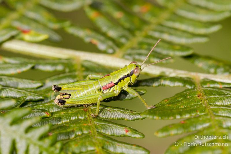 Odontopodisma decipiens insubrica ♂ - CH, TI, Mergoscia, 02.07.2011