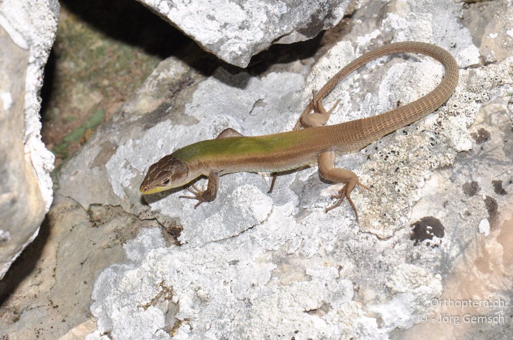 Juveniles Individuum von Lacerta bilineata - HR, Istrien, Skitača, 24.06.2016