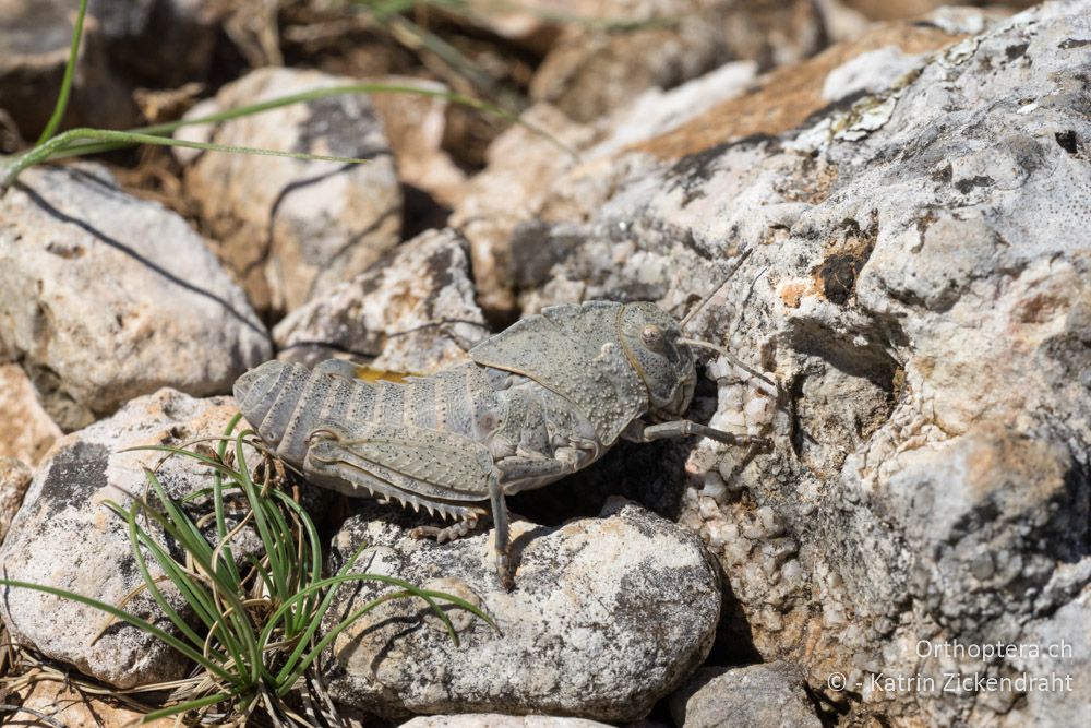 Prionotropis hystrix hystrix ♀, Larve - HR, Cres, Predošćica, 21.06.2016