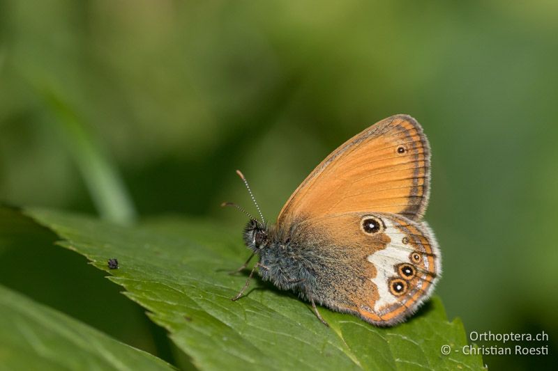 Weissbindiges Wiesenvögelchen (Coenonympha arcania) - HR, Primorje-gorski Kotar, Vela Učka, 22.06.2016