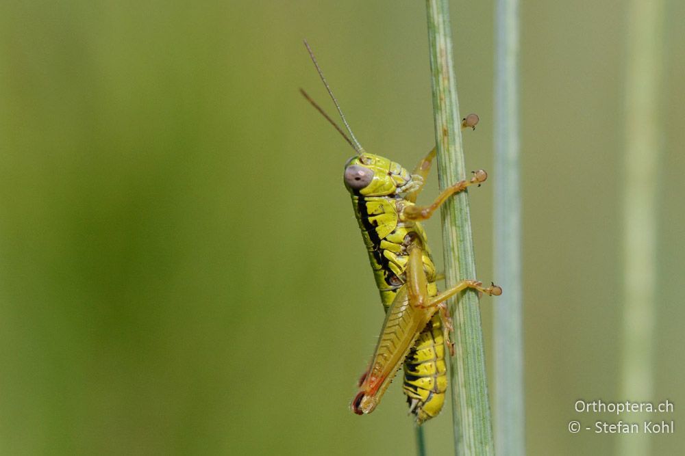 Micropodisma salamandra ♂ - HR, Istrien, Cerovlje, 22.07.2015