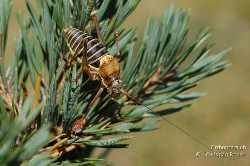 Ephippiger diurnus ♂ - FR, Drôme, Col de Menée, 02.09.2007