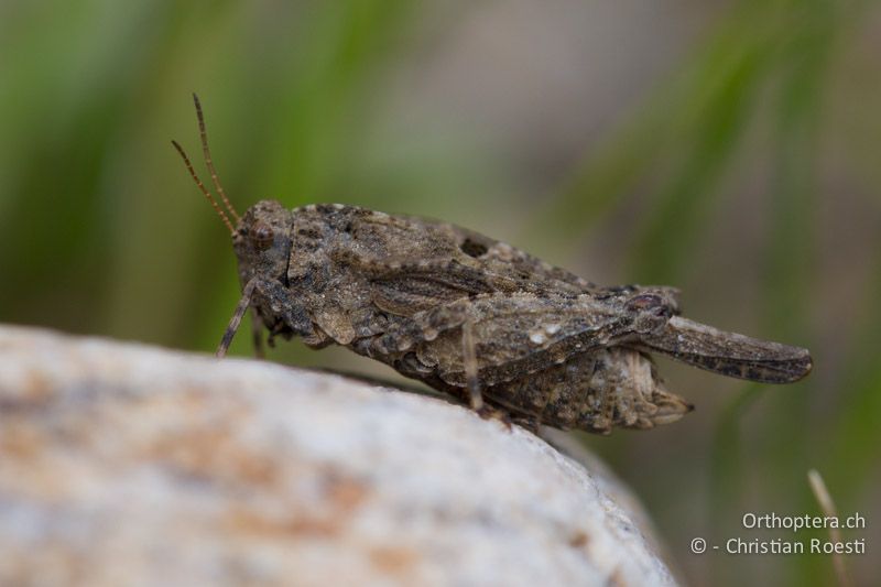 Tetrix depressa ♀ - BG, Ardino, 22.04.2012