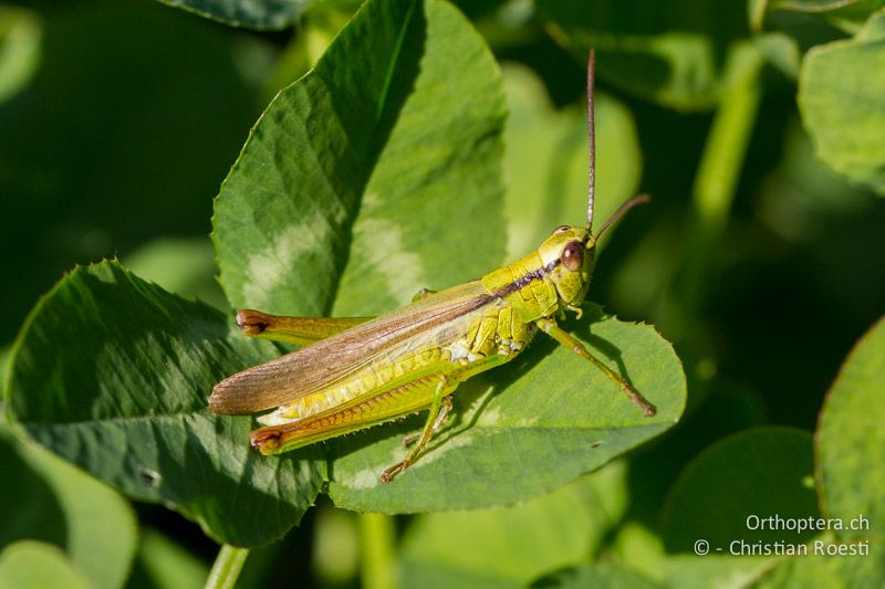 Mecostethus parapleurus ♂ - CH, BL, Liestal, 21.08.2013