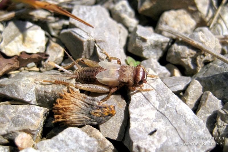 Frisch gehäutetes ♀ Modicogryllus frontalis - AT, Niederösterreich, Baumgarten am Tullnerfeld, 29.04.2015