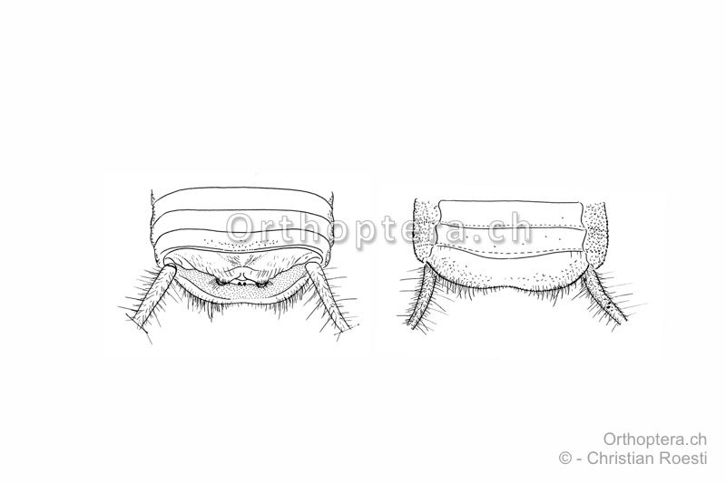 Hinterleibsende von Pseudomogoplistes vicentae ♂, links von oben, rechts von unten.