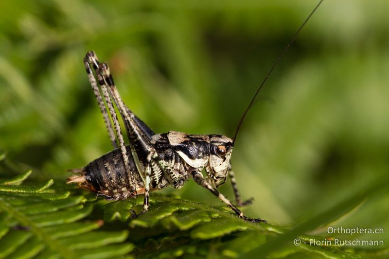 Antaxius pedestris ♂ - CH, TI, Mugena, 22.08.2011