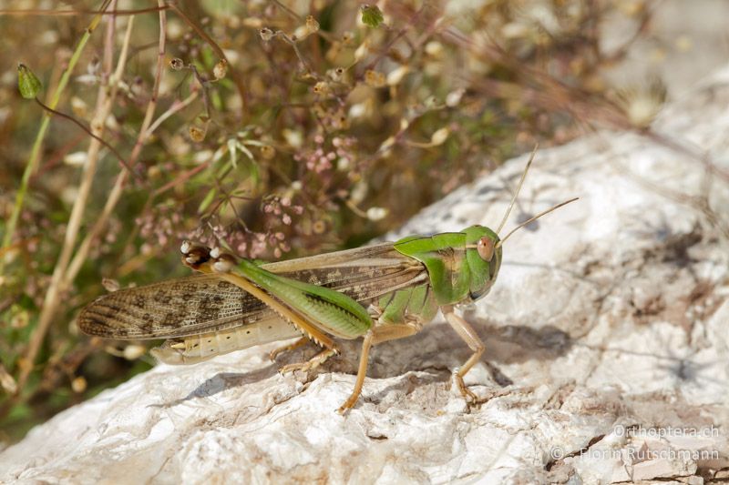 Locusta migratoria ♂ - GR, Mittelgriechenland, Krentis, 19.06.2013