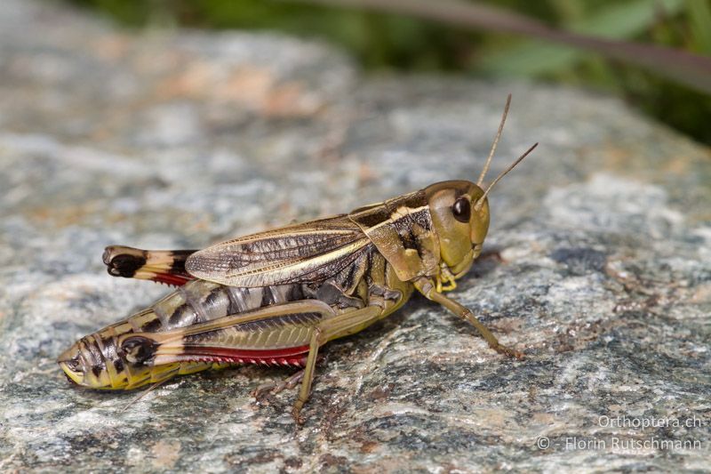 ♀ von Arcyptera fusca - CH, VS, Törbel, 22.09.2013