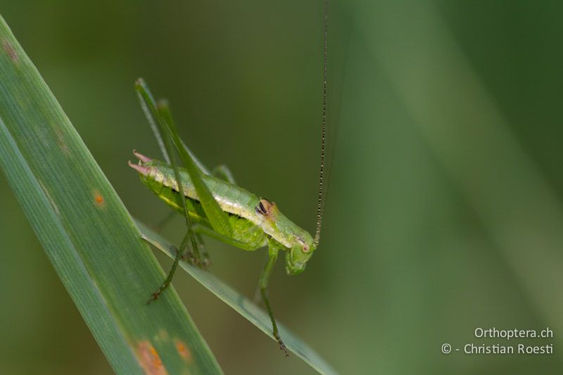 Leptophyes boscii ♂ - HR, Istrien, Vozilići, 13.06.2014