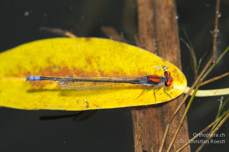 Pseudagrion cf. vaalense, Vaal Sprite ♂ - SA, Mpumalanga, Matibidi, Blyde Canyon Forever Resort, 09.01.2015