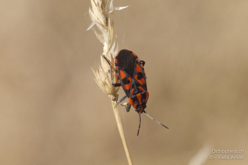 Bodenwanze, Lygaeus saxatilis - HR, Istrien, Bokordići, 19.07.2015