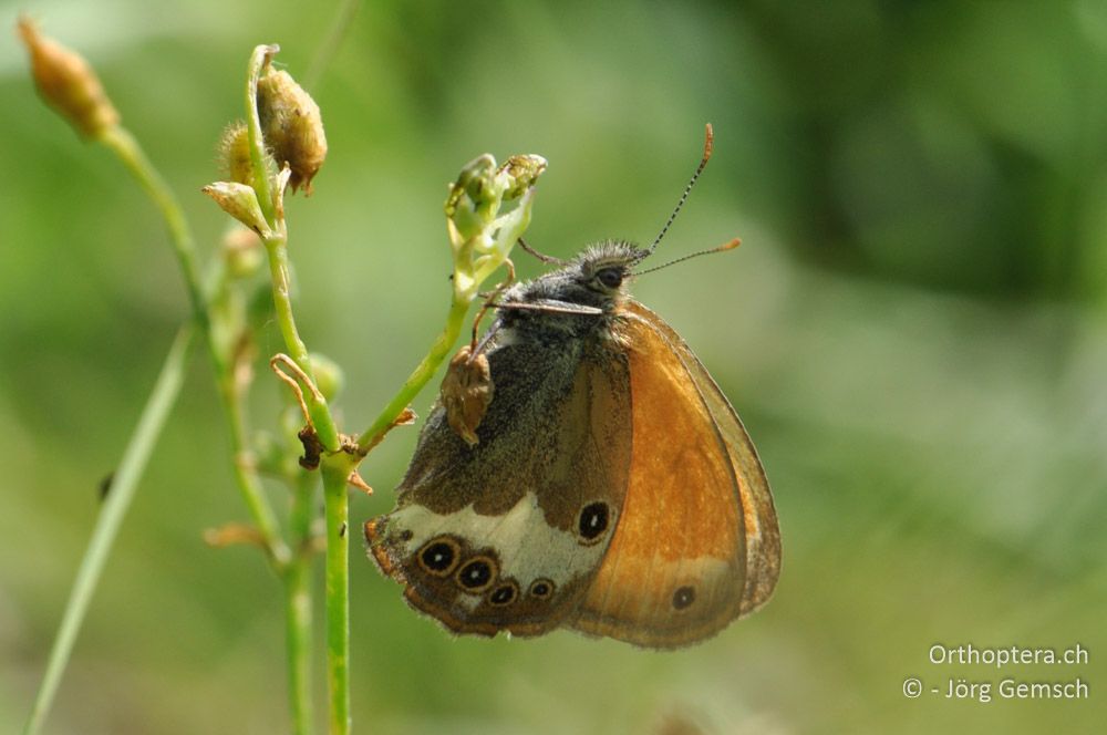 Coenonympha arcania - HR, Istrien, Ponte Porton, 23.06.2016