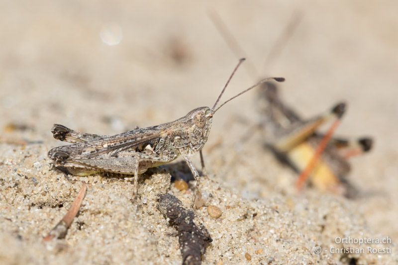 Myrmeleotettix antennatus ♂ - HU, Südliche Grosse Tiefebene, Kecskemét, 08.07.2016