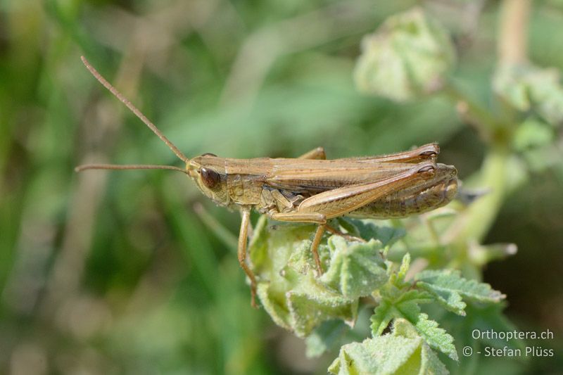 Chorthippus albomarginatus ♂ - FR, bei Arles, 08.07.2014