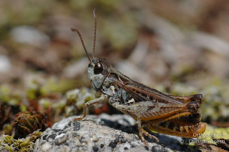 Myrmeleotettix maculatus ♂, singend - CH, VS, Riederalp, 14.07.2007