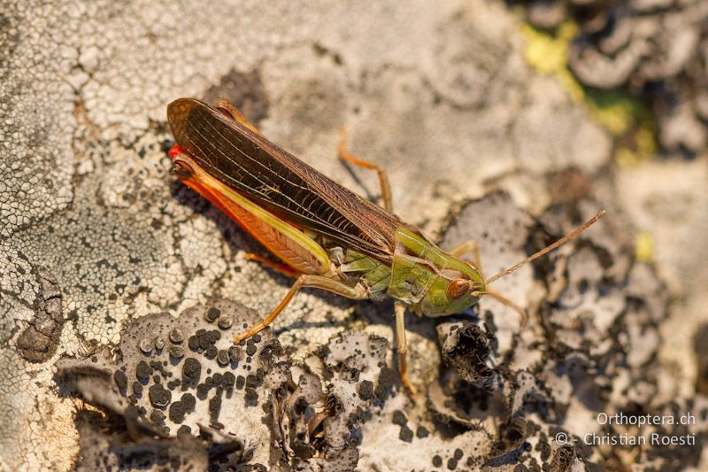 Stenobothrus rubicundulus ♂ - GR, Westmakedonien, Florina, 13.07.2012