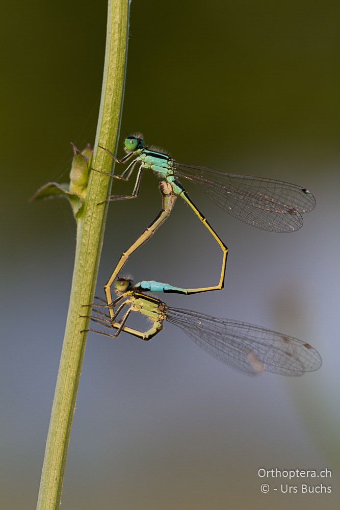 Paarungsrad von Ischnura elegans - GR, Zentralmakedonien, Kerkini-See, 23.06.2013