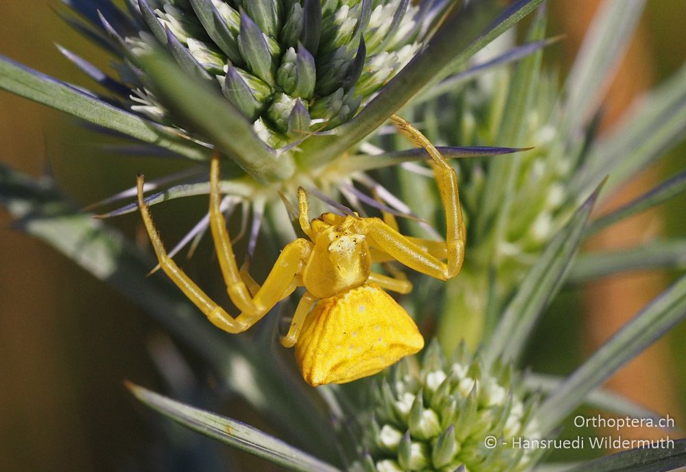 Misumena vatia - HR, Istrien, Mala Učka, 21.07.2015