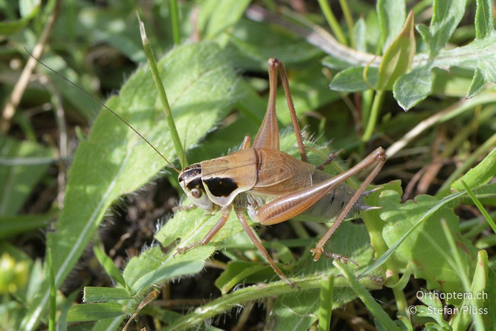 Pholidoptera frivaldszkyi ♂ - BG, Pasardschik, Streltscha, 10.07.2018