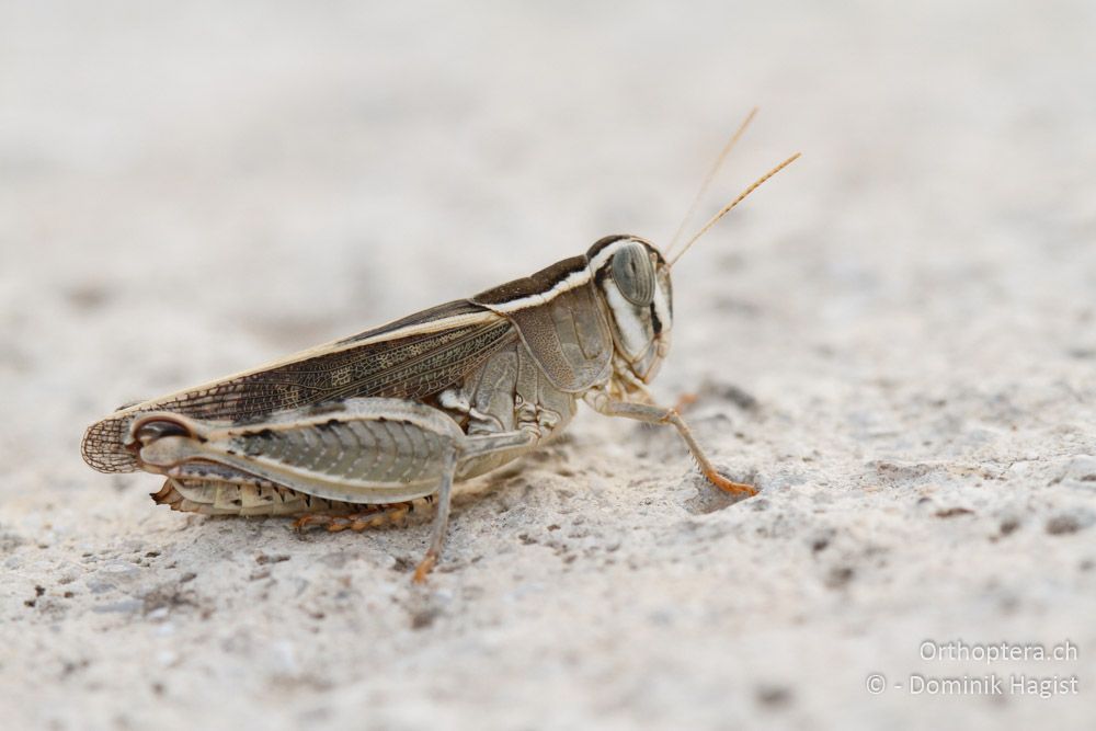 Schönschrecke Caliptamus cf. barbarus - Meteora, 15.07.2011